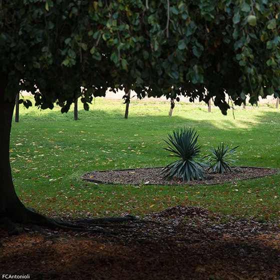 Parc Body 17